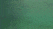 springs fl GIF