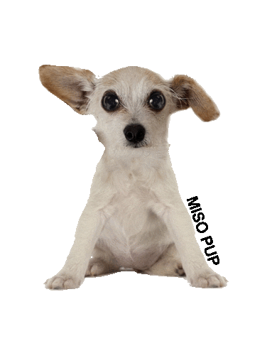 Dog What Sticker by MISO PUP