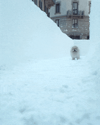 peroninastroazzurro happy excited yay running GIF