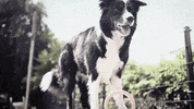 Border Collie Dog GIF by Ninjadogs by Hundeschule Heinrichsen