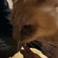 Kitty Pumpkin GIF by Respective