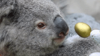 Young Koala Elsa Celebrates First Easter