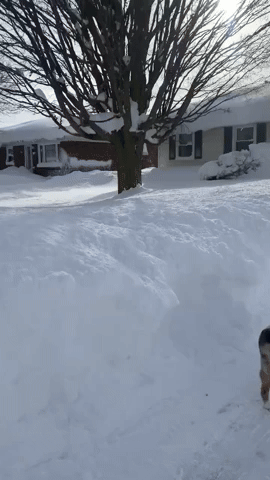 Dog Wakes Up to Mounds of Snow in New York's Erie County