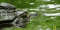 alligator chomping GIF by National Geographic Channel
