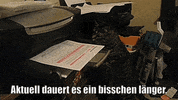unsereoebb cat katze oebb weltkatzentag GIF