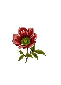 grisalida flower flor grisalida Sticker