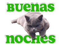 Spanish Cat Sticker by Travis