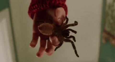 Home Alone Spider GIF by filmeditor