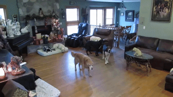 Lucky Puppies Welcome Santa to Their Daycare Centre