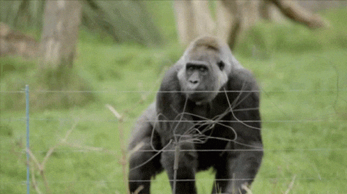 StriPMan giphyupload GIF