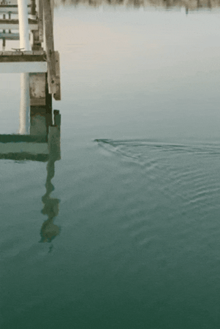 Ciyibig giphygifmaker giphygifmakermobile GIF