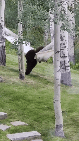 cuteanimalland giphyupload GIF