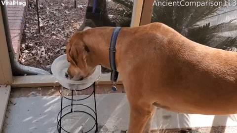 Dog Learned How To Drink Water Sloppily At Daycare GIF by ViralHog