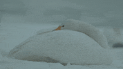 snow wildlife GIF by Jerology