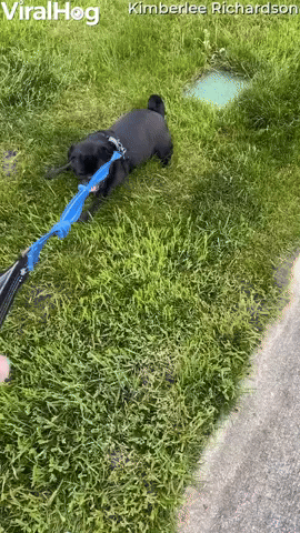 Pug Decides to End Walk