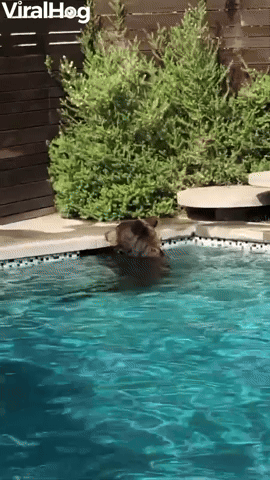 Bear Takes a Dip in Backyard Pool