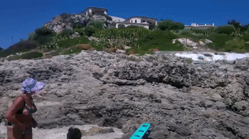 Overjoyed Dog Leaps Into Sea