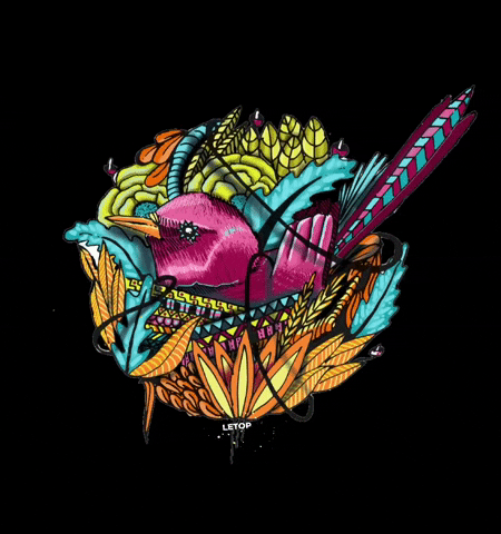 mundoletop bird colorful nest colibri GIF