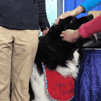 GIF by Westminster Kennel Club