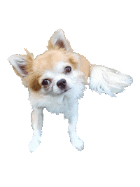 tired dog Sticker by Tales&Tails