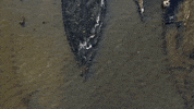 Ghost Fleet GIF by WAMU