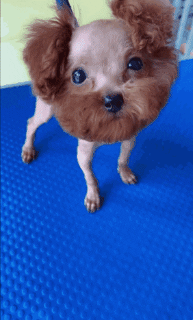 patraschew giphyupload GIF