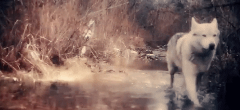 The-wolves GIFs - Get the best GIF on GIPHY