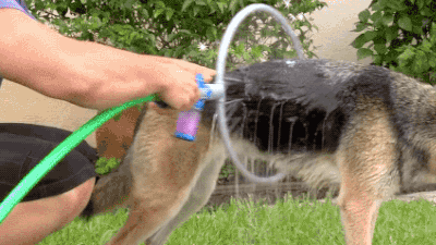 dog GIF
