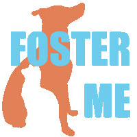Paws Foster Sticker by PhillyPAWS