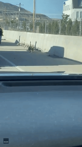 Goose Family Holding Up Traffic on Busy Freeway