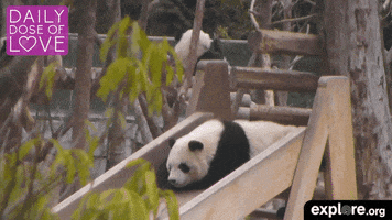 baby animal love GIF by explore.org