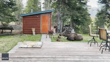 It's Our Garden Now: Moose Family Spends Some Quality Time in Alaska Woman's Yard