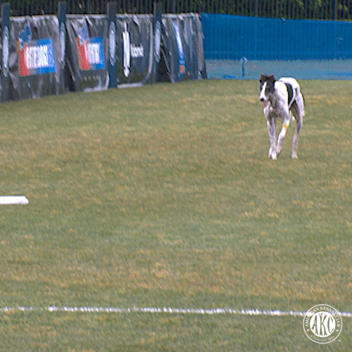 GIF by American Kennel Club