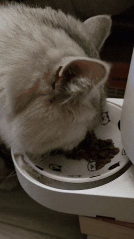 White Cat GIF