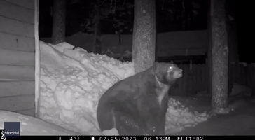 Bear Seen 'Contemplating the Weather' in Snowy South Lake Tahoe