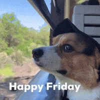Its Friday Dog GIF
