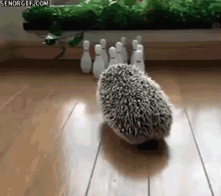 Bowling Hedgehogs GIF