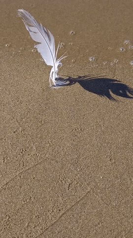 Simongip giphyupload GIF