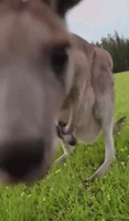 Kangaroo Mom Gives Aussie Photographer a Sniff