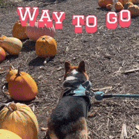 Way To Go Corgi GIF