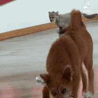 Cat Running GIF by Cincinnati Zoo