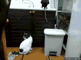 cat birds GIF by Cheezburger