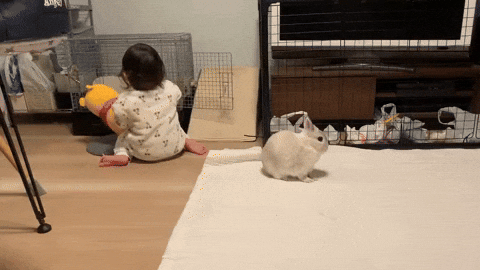 cuteanimalland giphyupload GIF