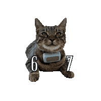 6 7 Cat Sticker
