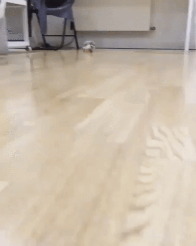 Here He Comes