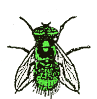 Bbc Fly Sticker by Greenway Records