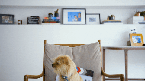 jtnfilm giphyupload dog design creative GIF