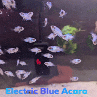 Electric Blue Acara GIF
