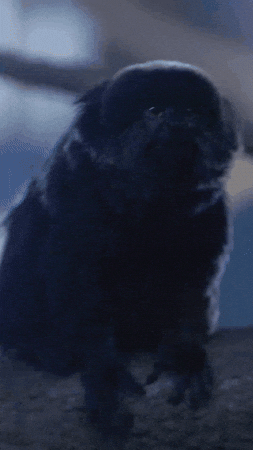 See Ya Jump GIF by Valley Zoo Development Society