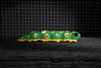 Stop Motion Bug GIF by PES